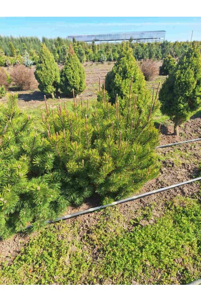 Сосна гірська піренейська/гачкувата_Джутова мішковина/металева сітка/ком50кг/вис.100-120см/Ø60-80см/8років
